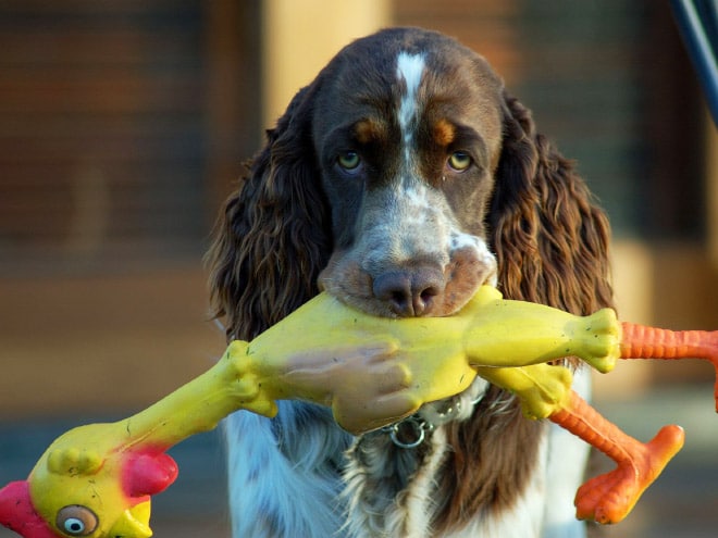 15 смешных игрушек для собак, которые сделают их неотразимыми! рис 9