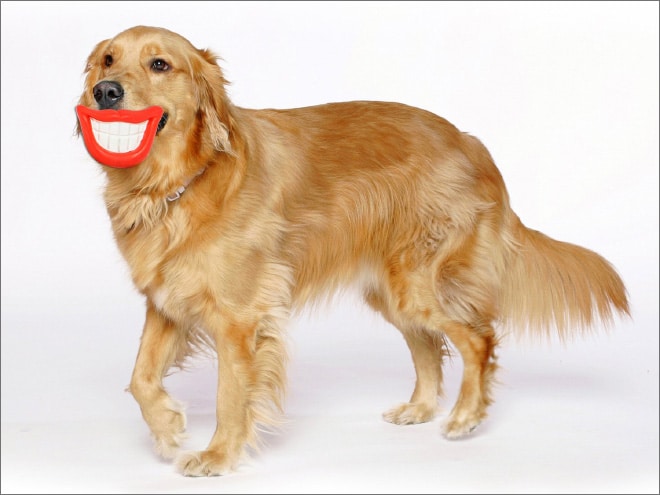 15 смешных игрушек для собак, которые сделают их неотразимыми! рис 8
