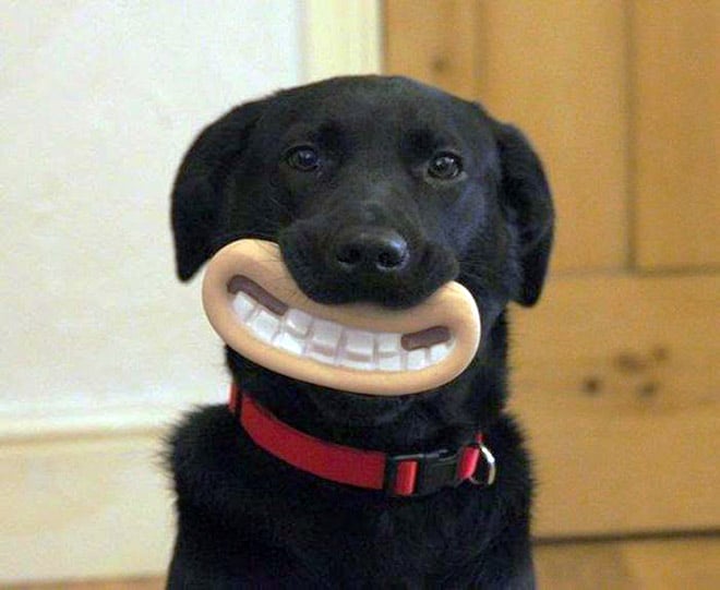15 смешных игрушек для собак, которые сделают их неотразимыми!15 смешных игрушек для собак, которые сделают их неотразимыми!