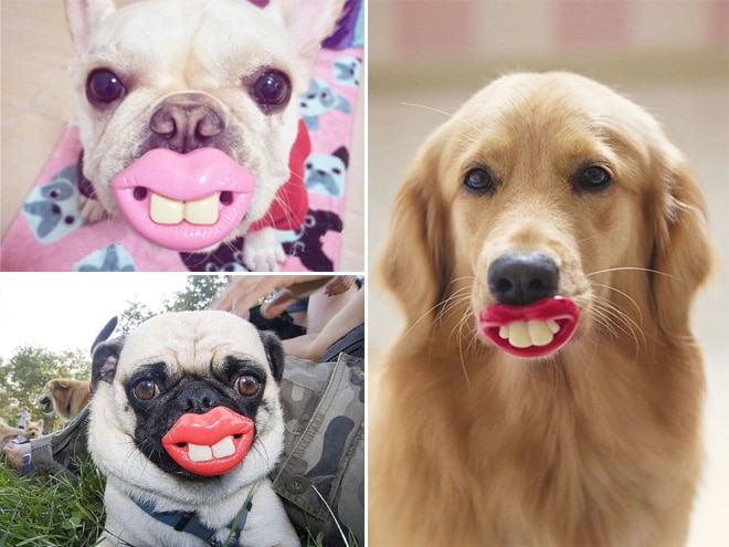 15 смешных игрушек для собак, которые сделают их неотразимыми! рис 4
