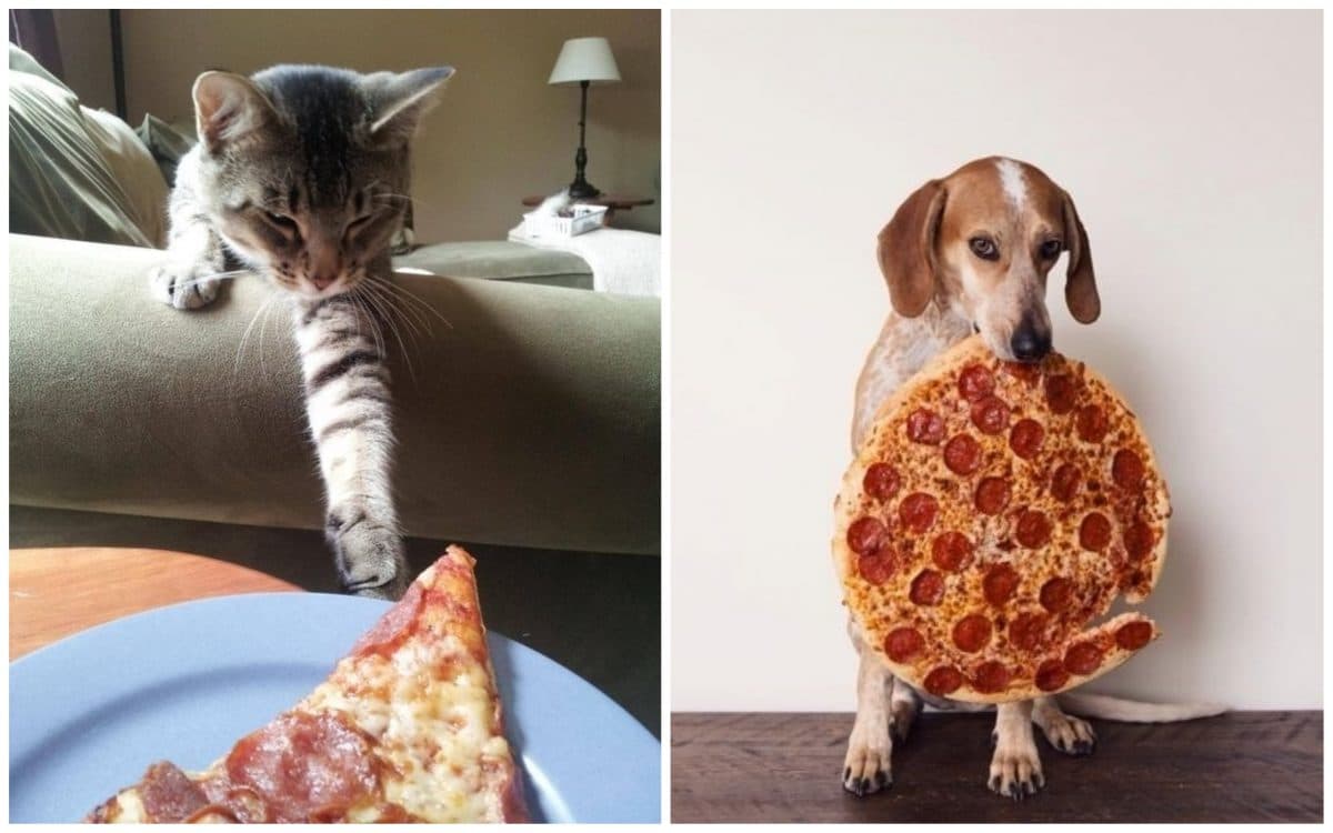 14 кошек и собак, которые без ума от пиццы!