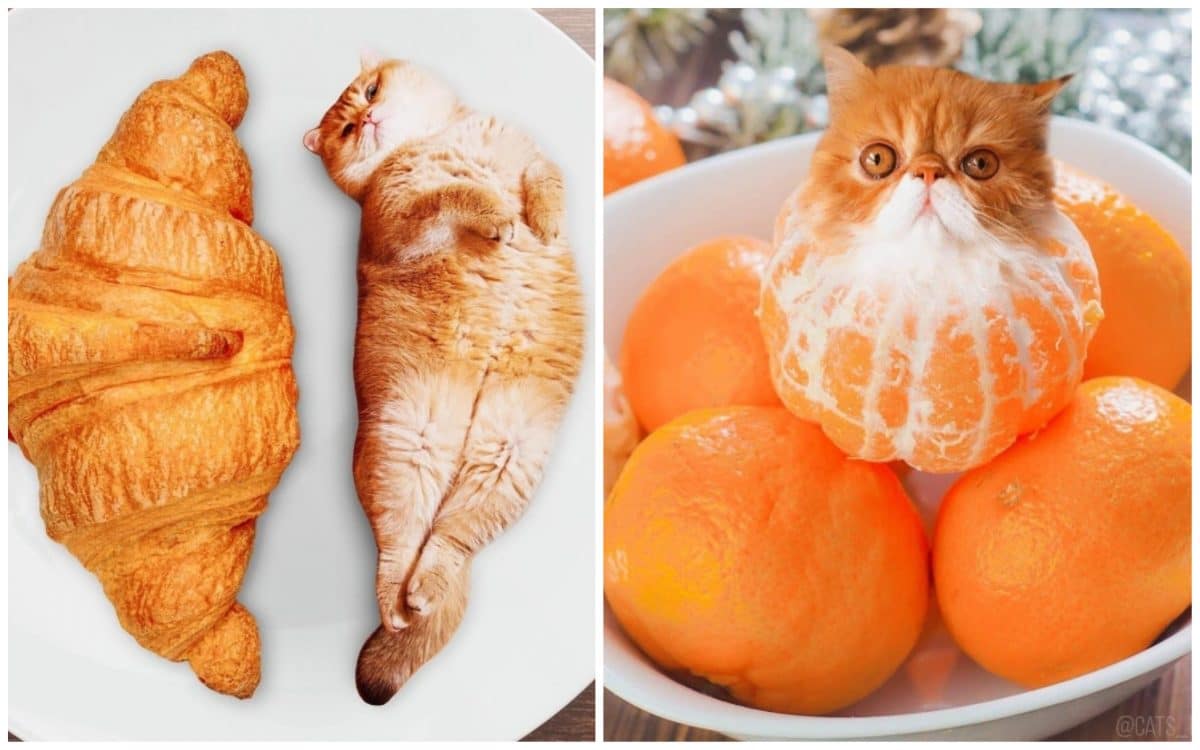 18 кошек маскируются под еду с легкой руки российской художницы!