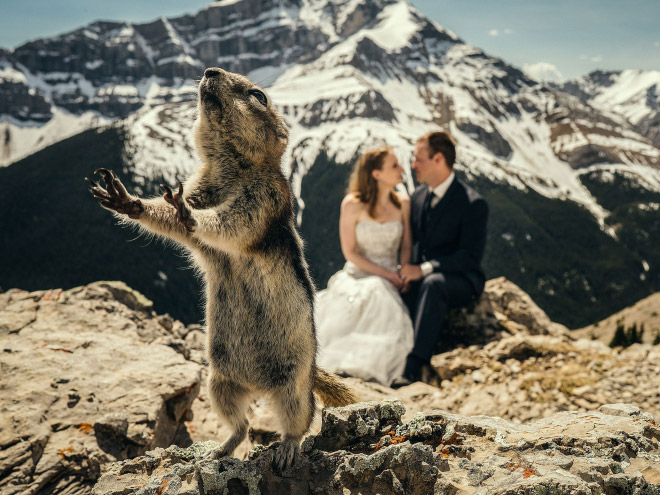 20 случайно испорченных снимков со свадьбы, ставших настоящей фотобомбой! рис 19