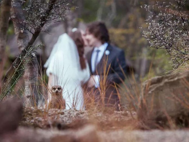 20 случайно испорченных снимков со свадьбы, ставших настоящей фотобомбой! рис 17