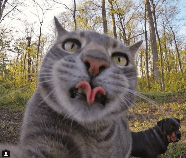 Селфи-кот покоряет сеть крутыми снимками! рис 19