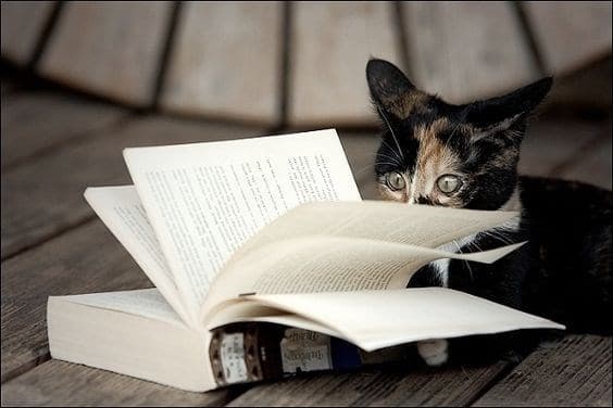 17 котов-"закладок", которым есть что сказать об этой вашей книге! рис 13