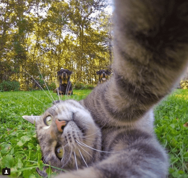Селфи-кот покоряет сеть крутыми снимками! рис 5