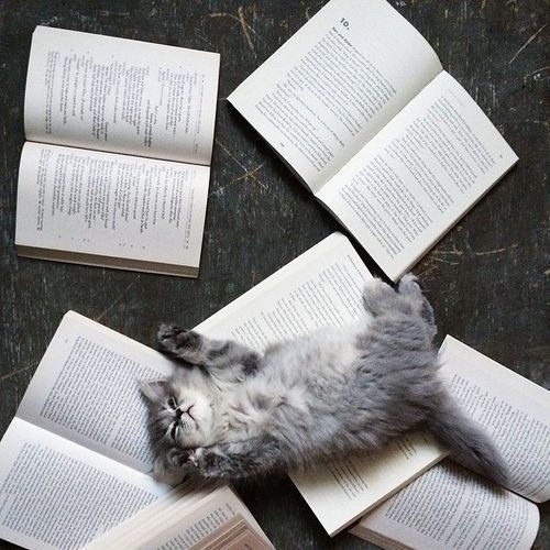 17 котов-"закладок", которым есть что сказать об этой вашей книге! рис 4