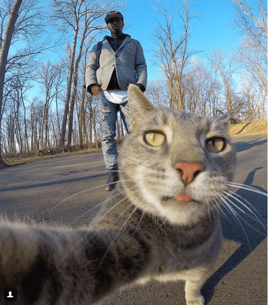 Селфи-кот покоряет сеть крутыми снимками! рис 7
