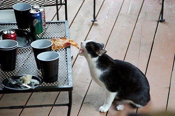 14 кошек и собак, которые без ума от пиццы!
