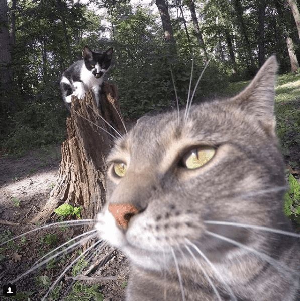 Селфи-кот покоряет сеть крутыми снимками! рис 9