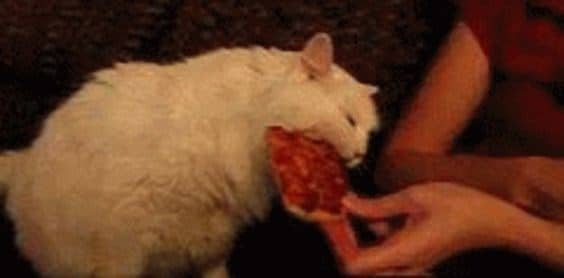 14 кошек и собак, которые без ума от пиццы! рис 8