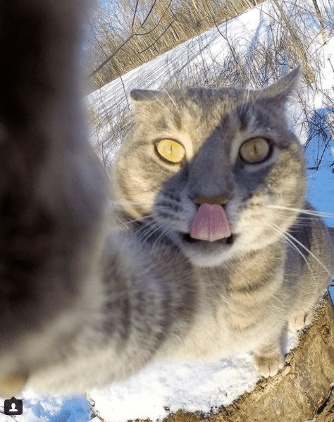 Селфи-кот покоряет сеть крутыми снимками!