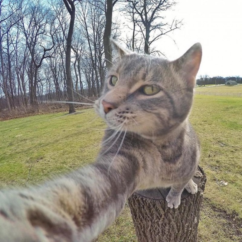 Селфи-кот покоряет сеть крутыми снимками! рис 15