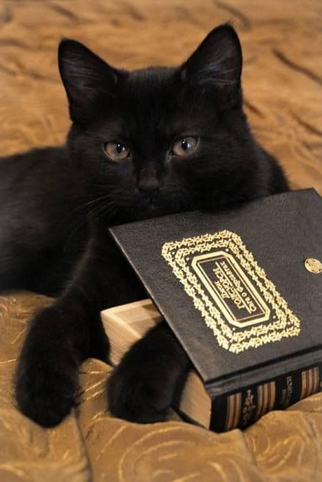 17 котов-"закладок", которым есть что сказать об этой вашей книге! рис 9
