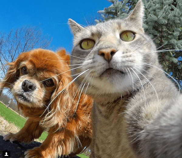 Селфи-кот покоряет сеть крутыми снимками! рис 16
