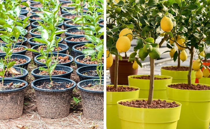 как вырастить лимон дома