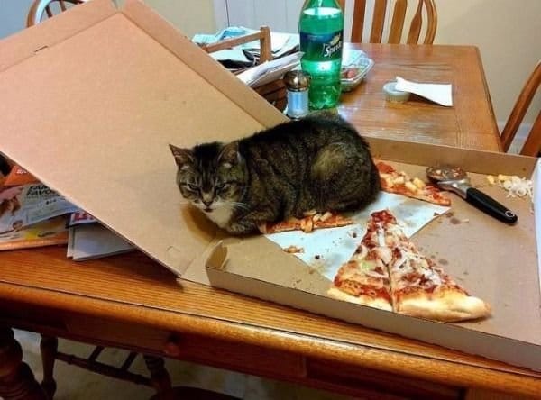кот сидит в коробке с пиццей
