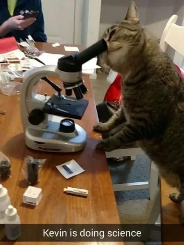 кот смотрит в микроскоп