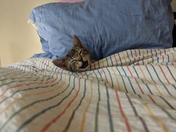 кот под одеялом