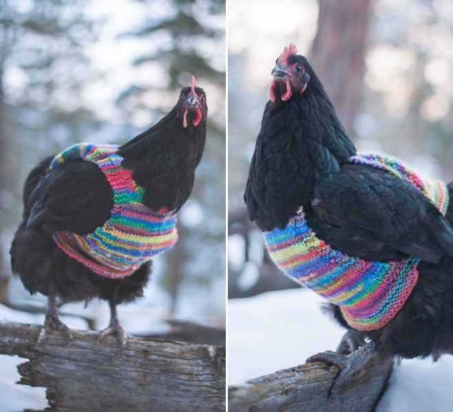 Курицы в свитерах 3