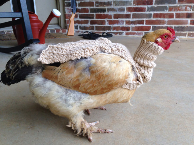 Курицы в свитерах 6
