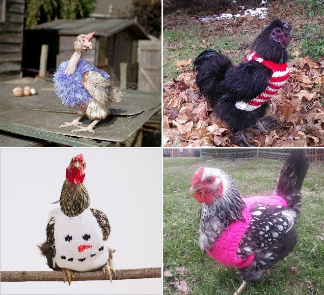 Курицы в свитерах 2