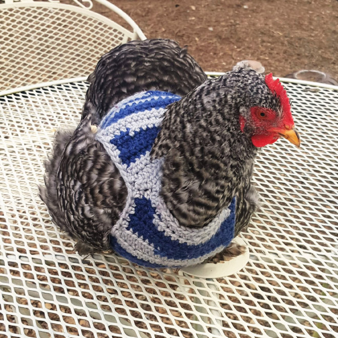 Курицы в свитерах 4