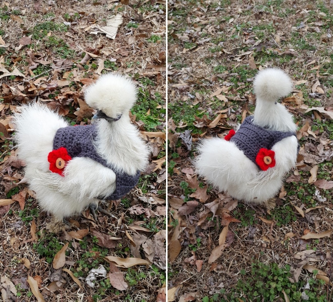 Курицы в свитерах 10