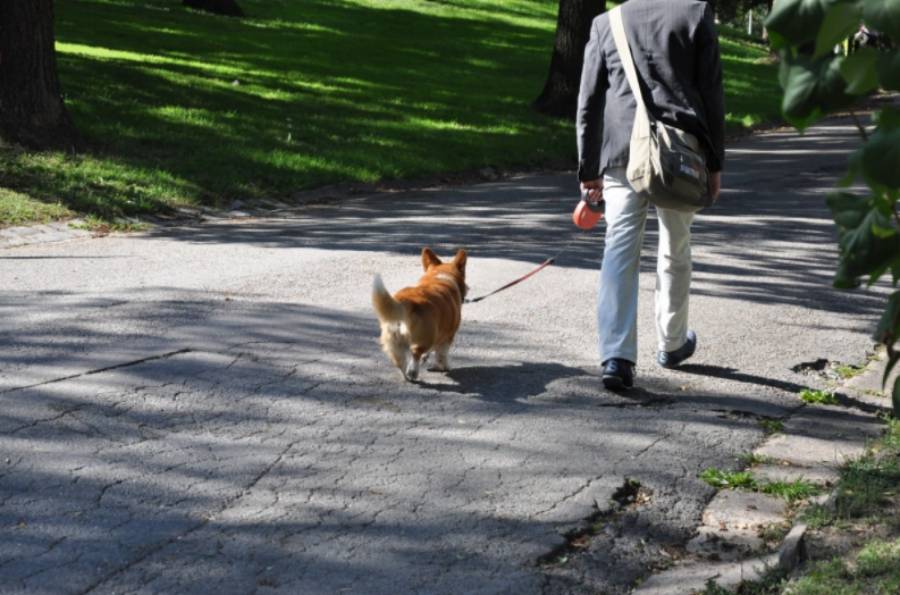 мужчина гуляет с собакой