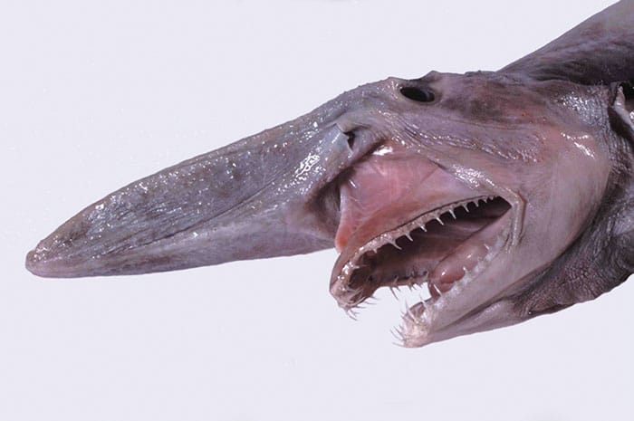 акула-гоблин