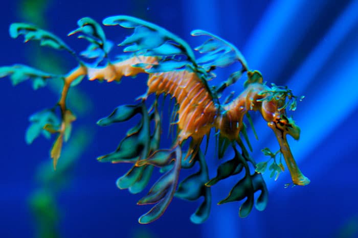 листовой морской дракон