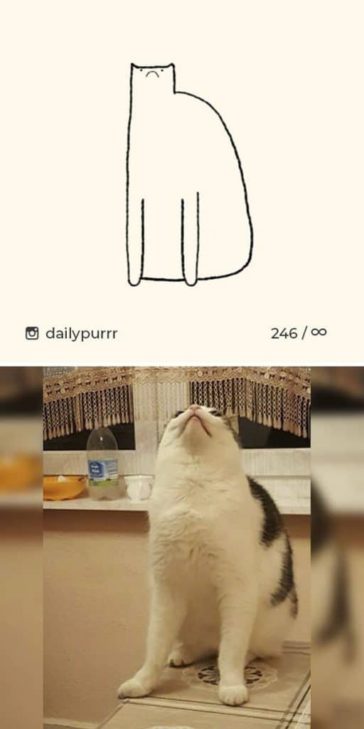 рисунки котов