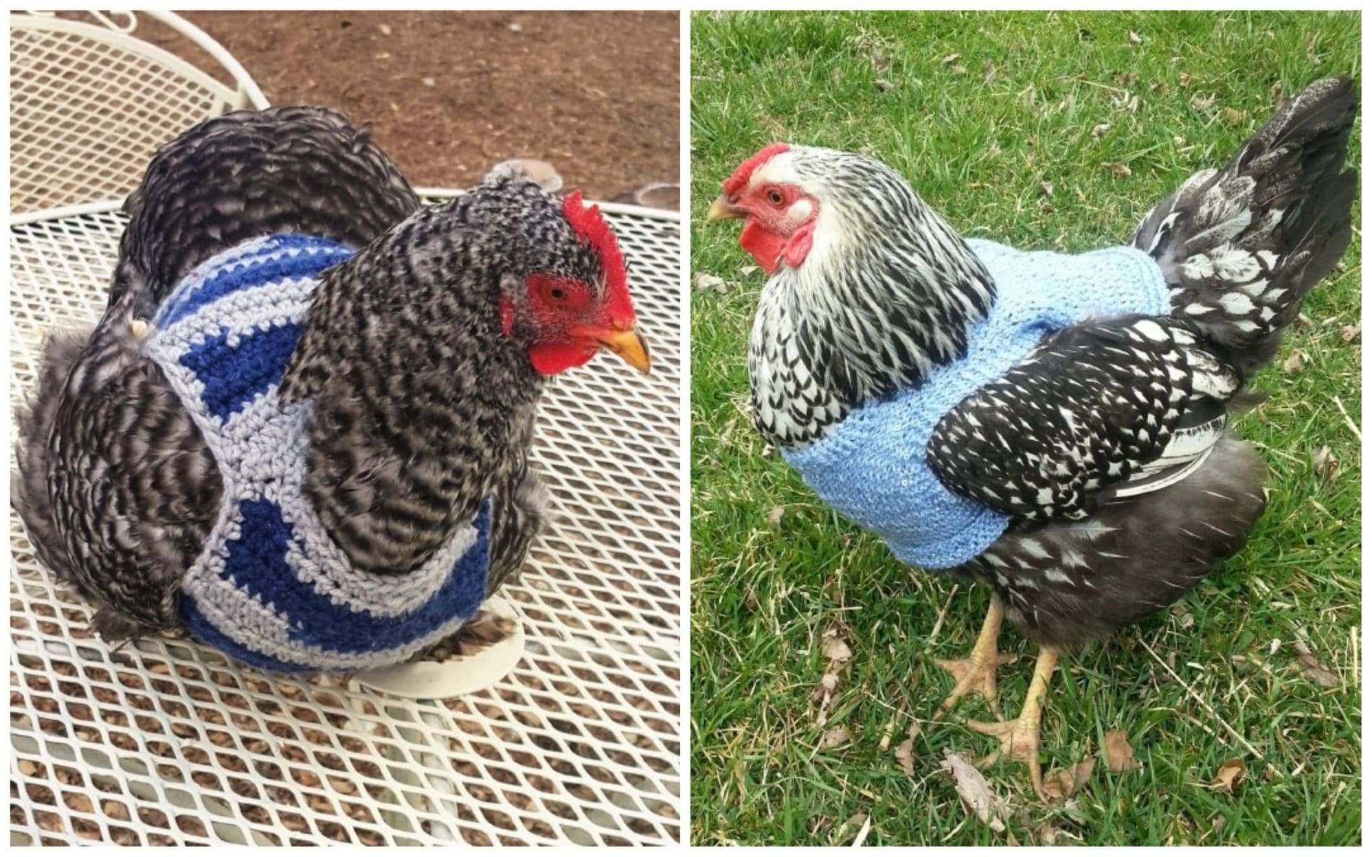 12 доказательств того, что курицы в свитерах это смешно и мило!