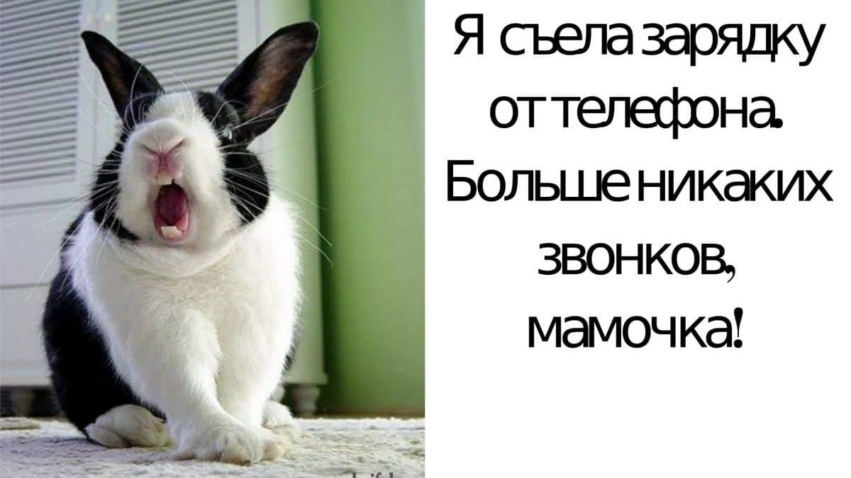 Смешные Фото Кроликов