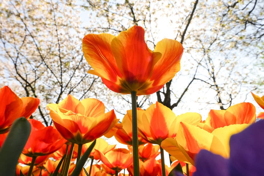 В Нидерландах зацвели 7 миллионов тюльпанов! Сказка, которую стоит увидеть!