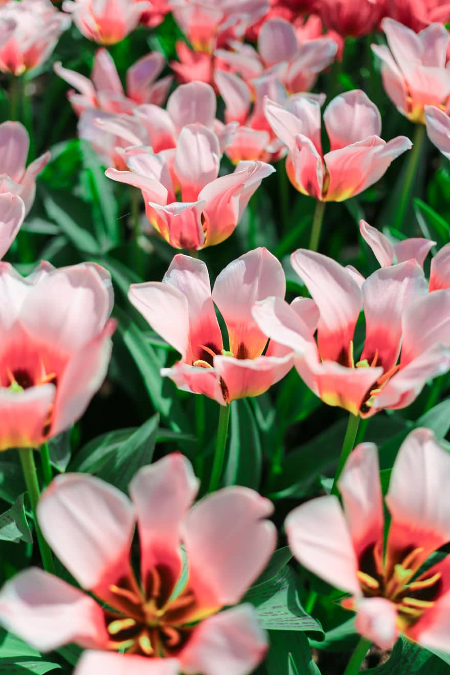 В Нидерландах зацвели 7 миллионов тюльпанов! Сказка, которую стоит увидеть! 5