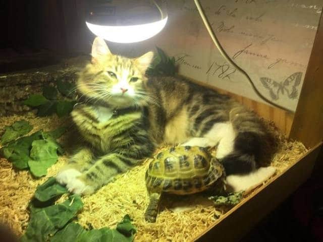 кошка и черепаха