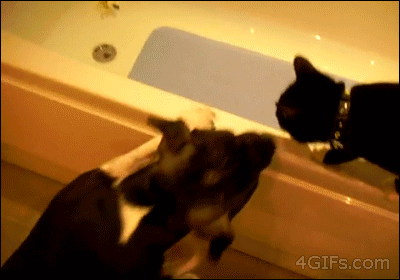 кот и собака в ванной gif
