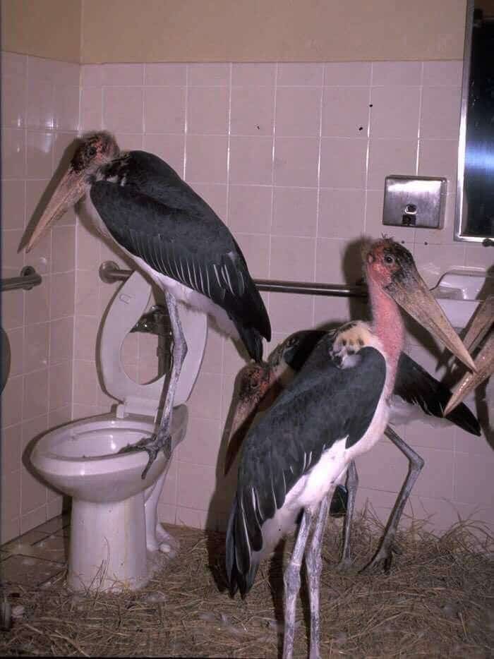 фламинго в туалете