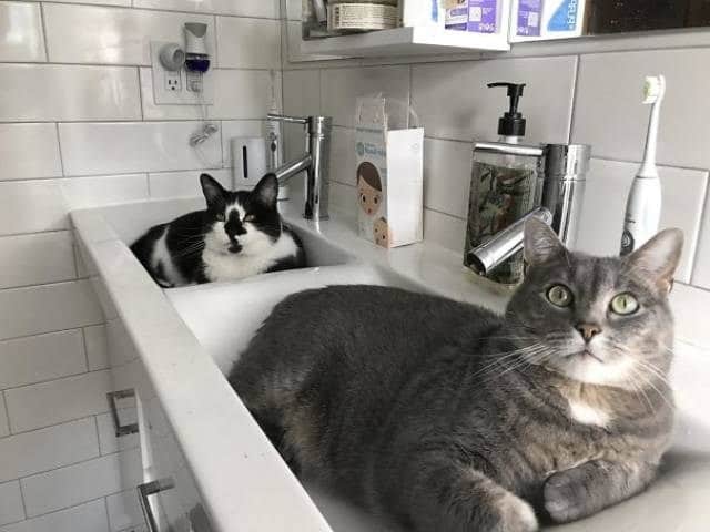 коты сидят в раковине