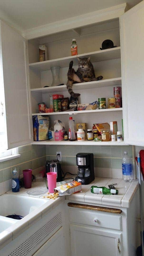 кот в кухне