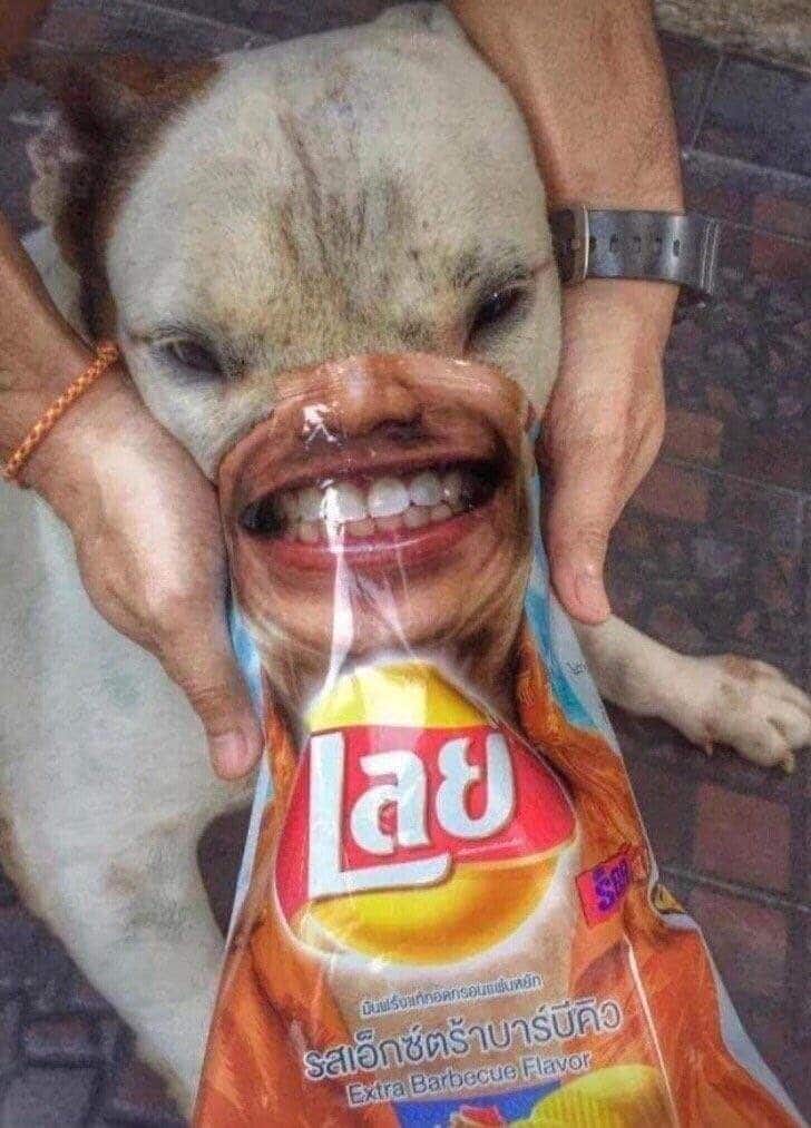 собака и чипсы