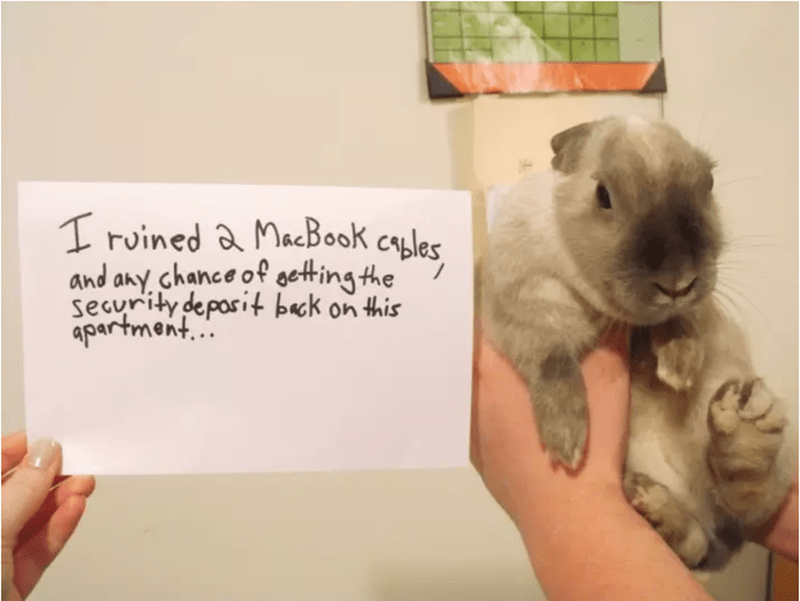 кролик и записка