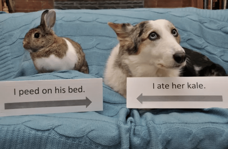 кролик и собака