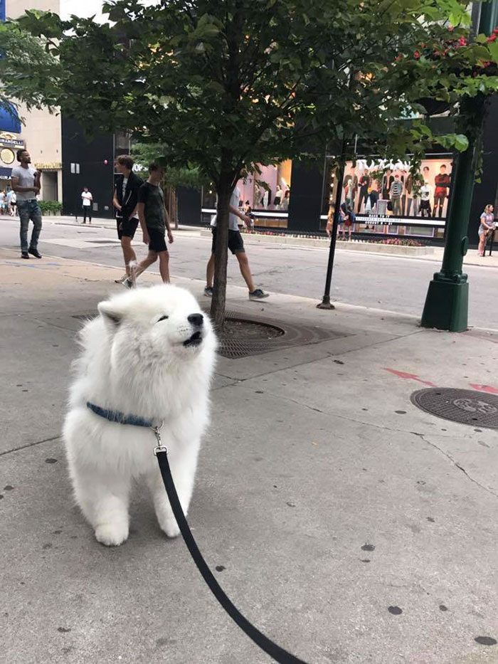 белая собака