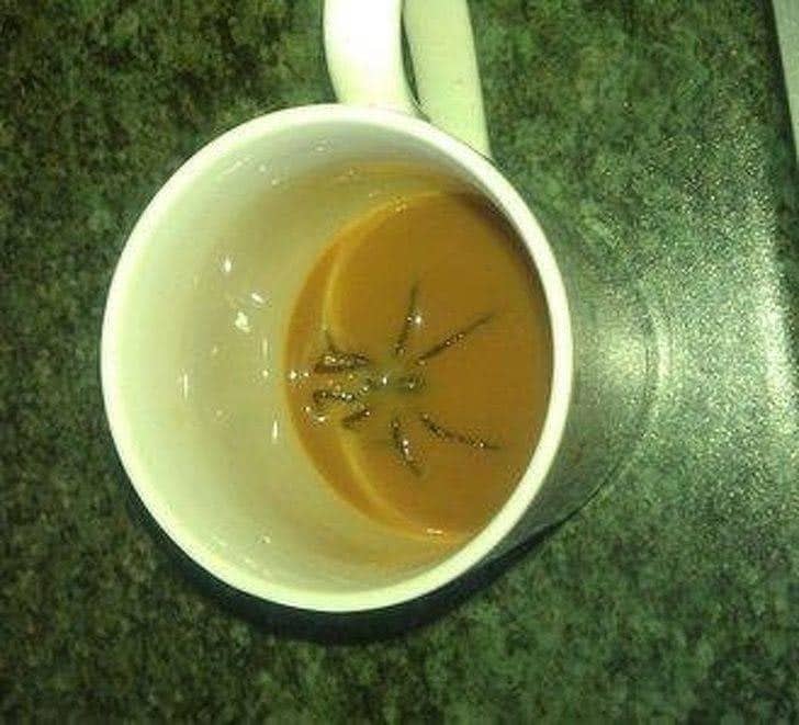 страшная картинка - паук в чашке