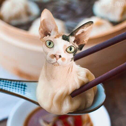 Двойное удовольствие! Девушка из России с помощью фотошопа делает смешные картинки с едой и котами рис 4