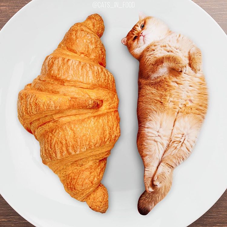 Двойное удовольствие! Девушка из России с помощью фотошопа делает смешные картинки с едой и котами рис 8