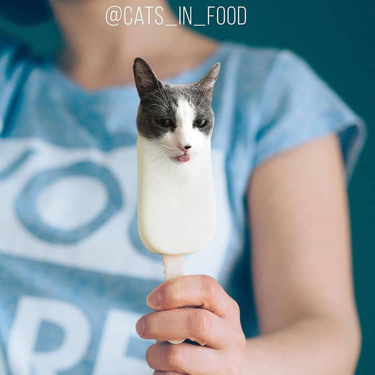 Двойное удовольствие! Девушка из России с помощью фотошопа делает смешные картинки с едой и котами рис 13